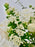 Spirea Snowmountain