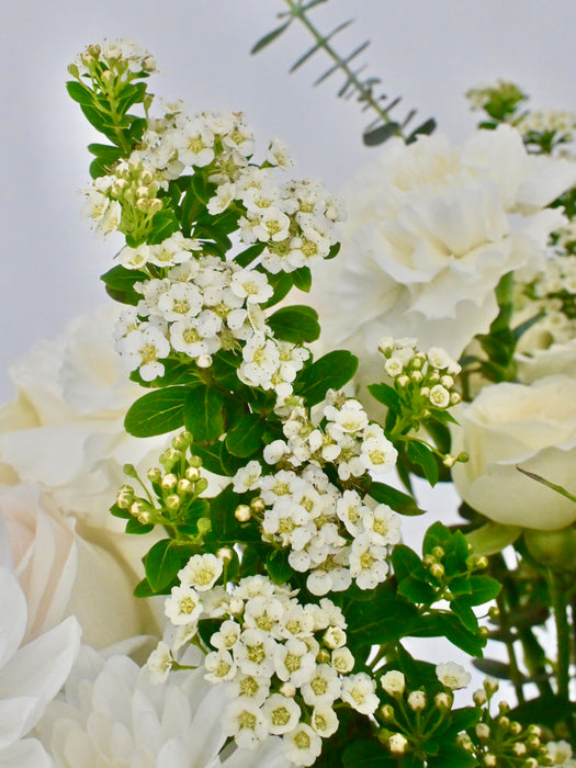 Spirea Snowmountain