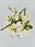 Spirea Snowmountain