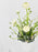 Rani White Garden