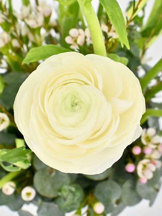 Rani White Garden