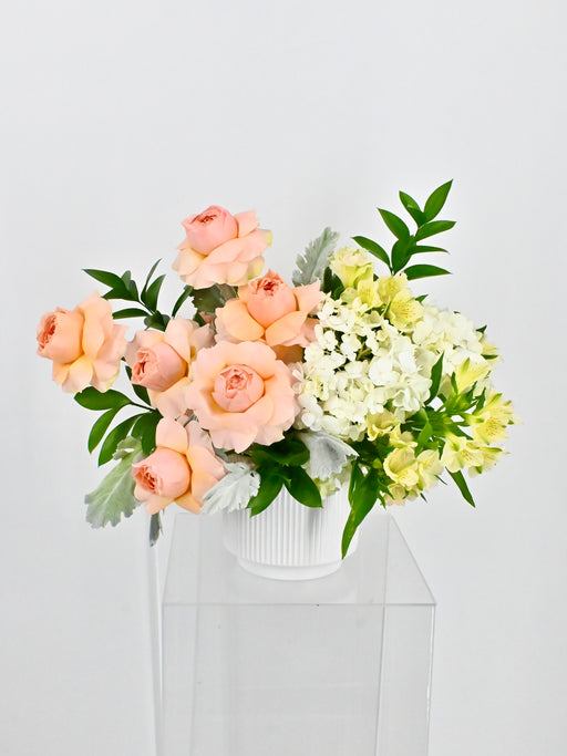 Casanova Gravity Bloom