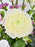 Mom Flower Garden