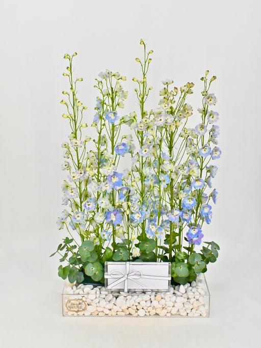 Blue Delphiniums