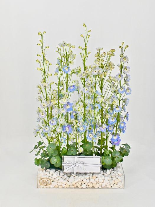 Blue Delphiniums