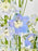 Blue Delphiniums