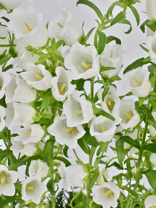 Campy Garden Money Arrangement