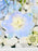 Baby Blue Money Garden