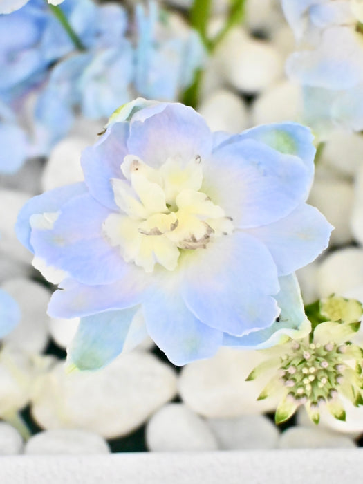 Baby Blue Money Garden