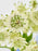 Baby Blue Money Garden