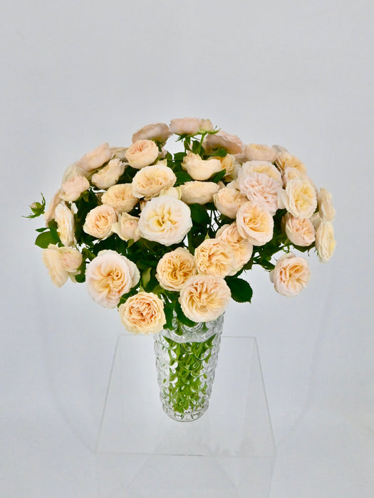 Gentle Bloom