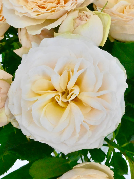Gentle Bloom