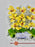 Cymbidium Money Arrangement