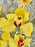 Cymbidium Money Arrangement