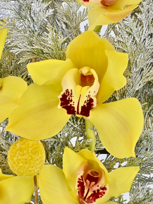 Cymbidium Money Arrangement