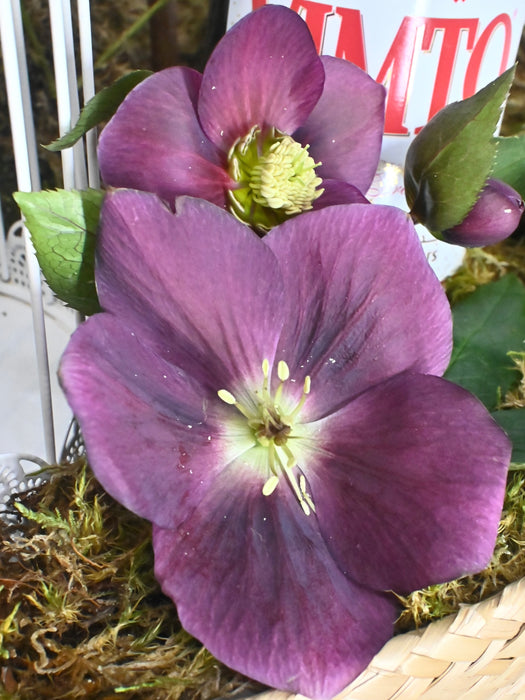 Ramadan Gift Purply Basket