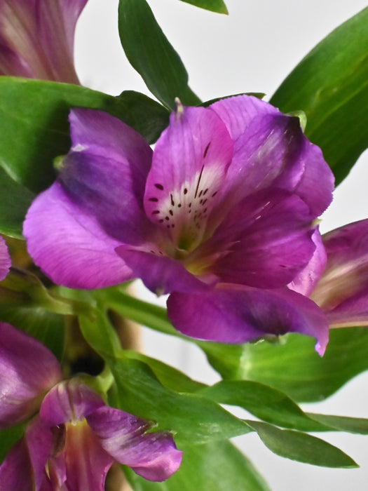 Ramadan Gift Purply Basket