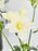White and Green Vase Set