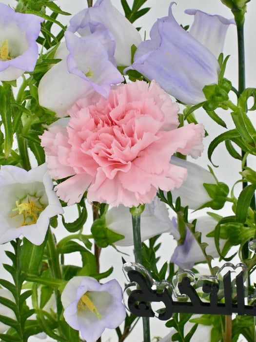 Campanula Lavender