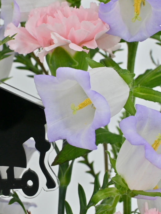 Campanula Lavender