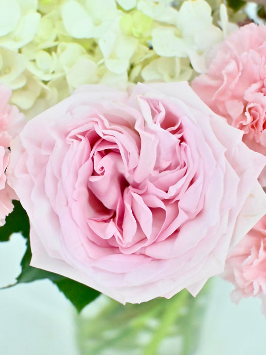 Ohara Bloom