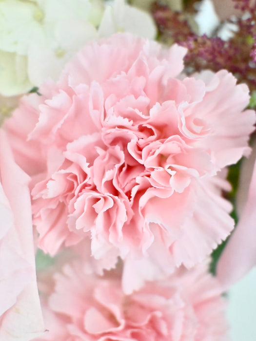 Ohara Bloom
