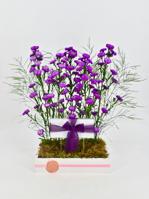Aster Money Arrangement