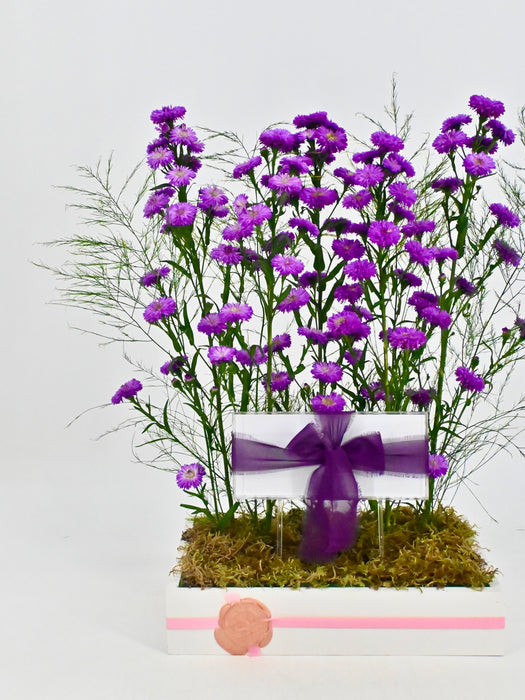 Aster Money Arrangement