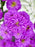 Aster Money Arrangement
