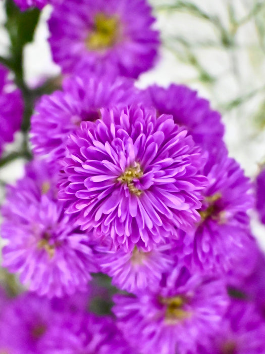 Aster Money Arrangement