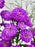 Aster Money Arrangement
