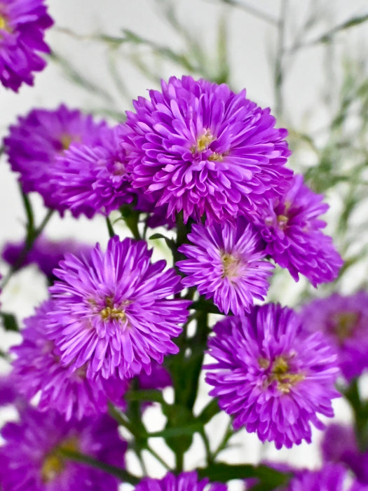 Aster Money Arrangement