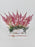 Chinensis Money Arrangement