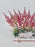 Chinensis Money Arrangement