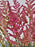 Chinensis Money Arrangement