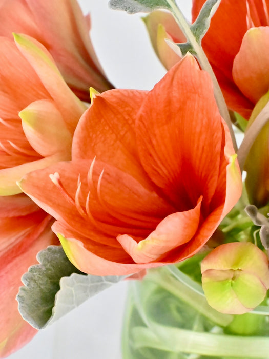 Amaryllis Juls Vase Set