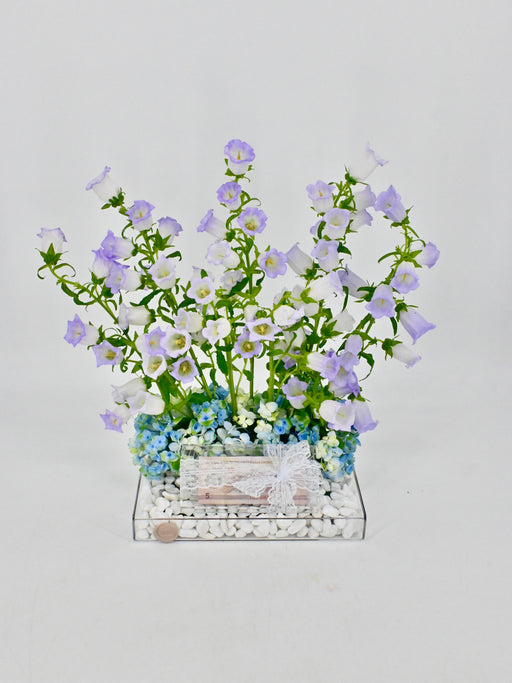 Campanula Garden Money Arrangement