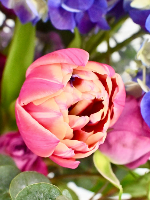 Purple and Pink