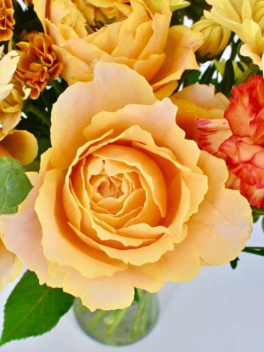Caranula Bloom