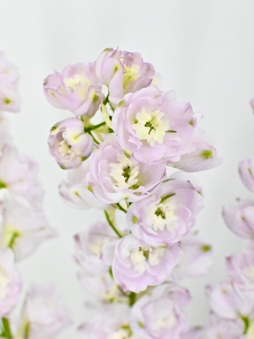 Delphy Lavender