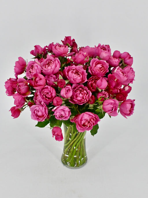 Cerise Beauty