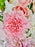 Soft Pink Garden