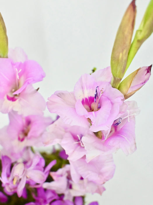 Gladiola House Garden
