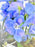 Guardian Lavender