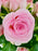 Good Mood Garden