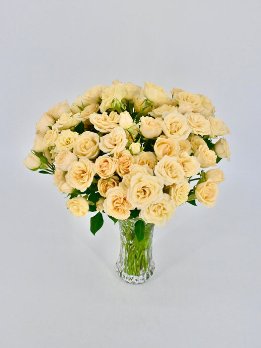 Salinero Bloom