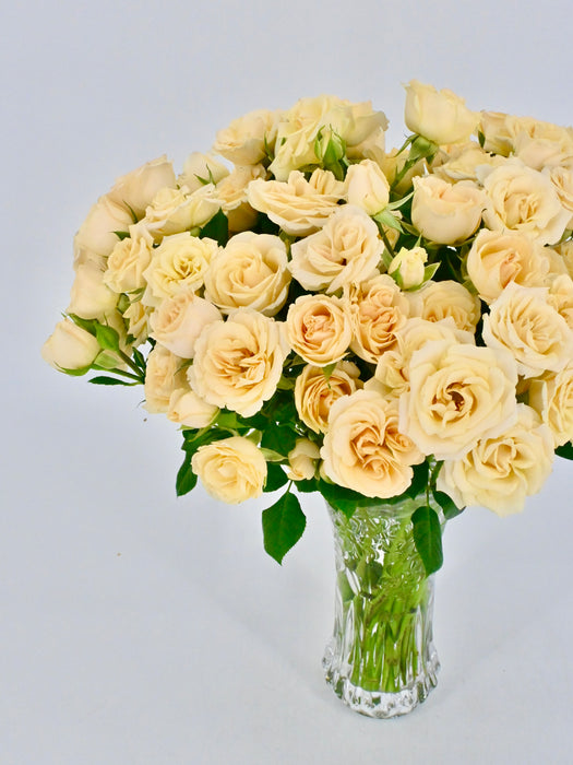 Salinero Bloom