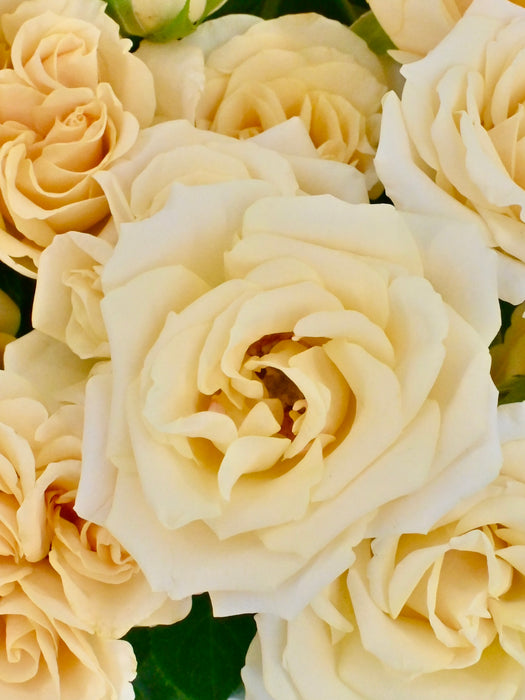 Salinero Bloom