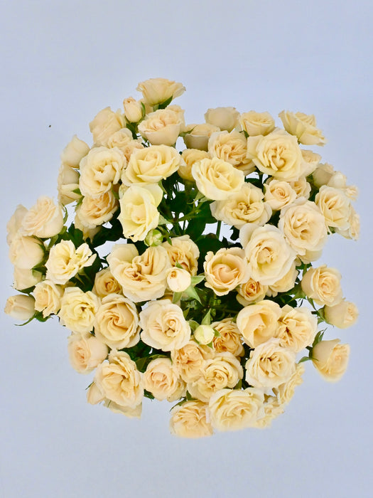 Salinero Bloom