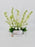 Delphy White Money Arrangement